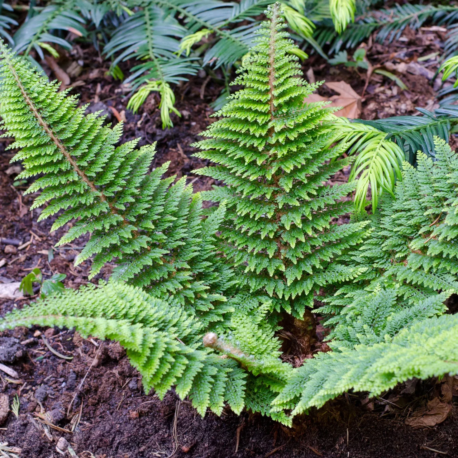 Schwertfarn ‘Plumoso-Densum’ - Grüner Zauber im Schatten