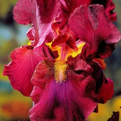 Schwertlilien Mischung 'Magic Melange' (x5) - Fünf Farben, ein Beet