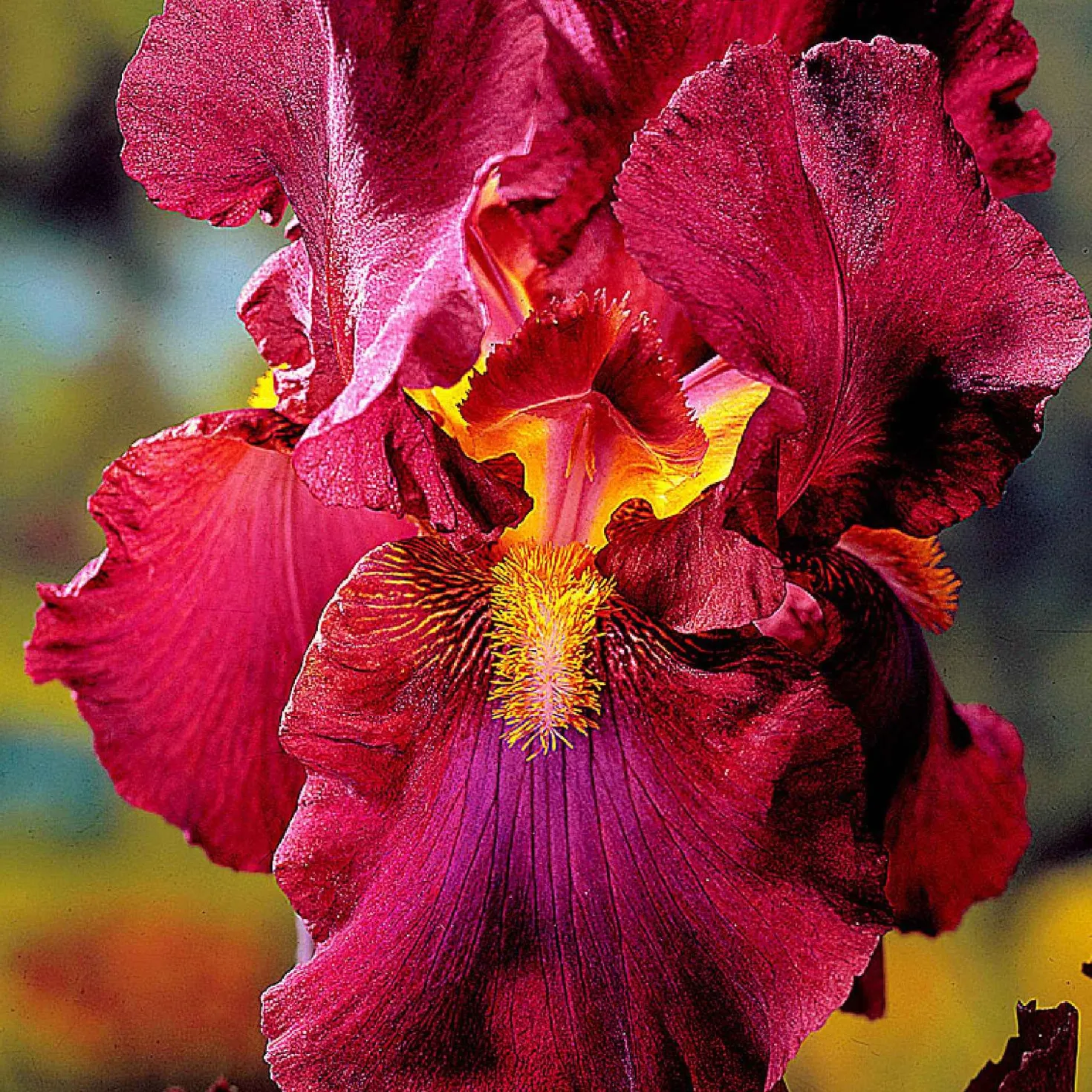 Schwertlilien Mischung 'Magic Melange' (x5) - Fünf Farben, ein Beet