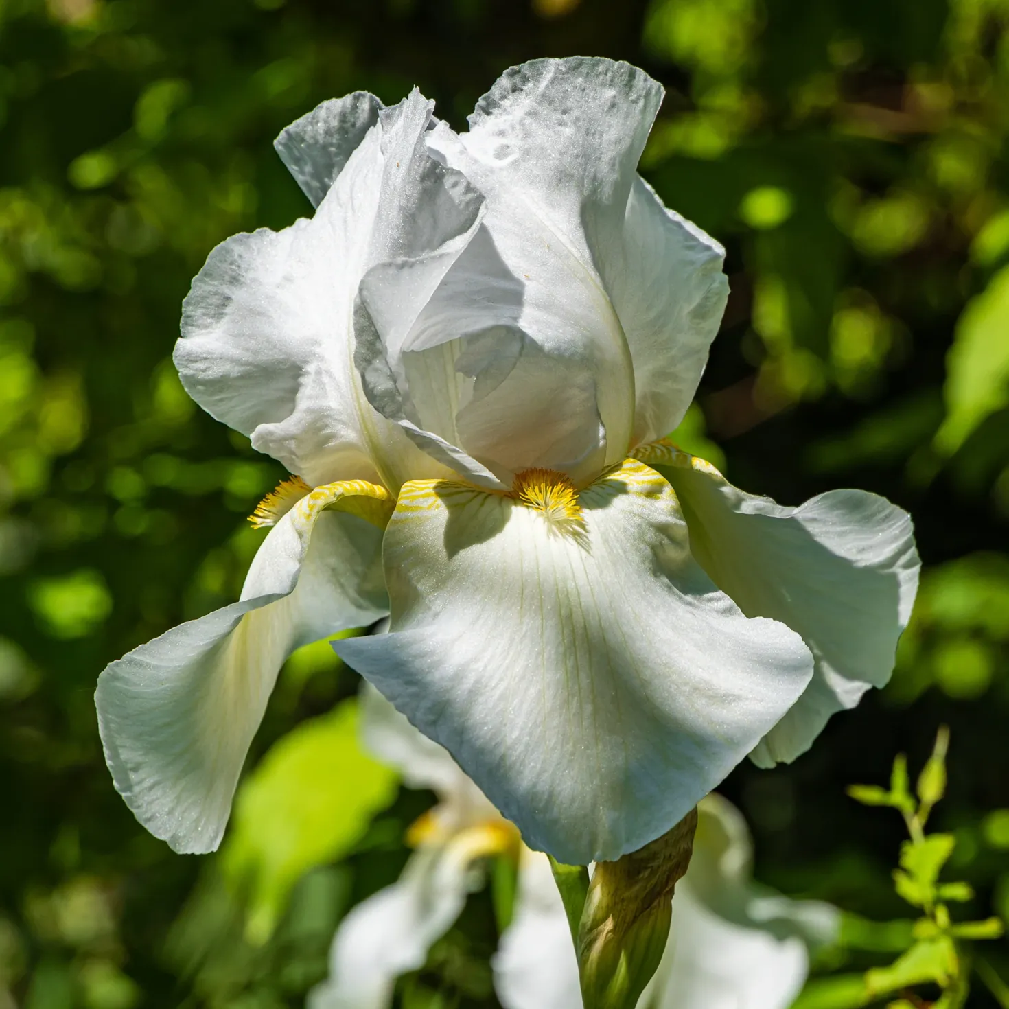 Schwertlilie Wedding Bouquet - Reinweiß und duftend