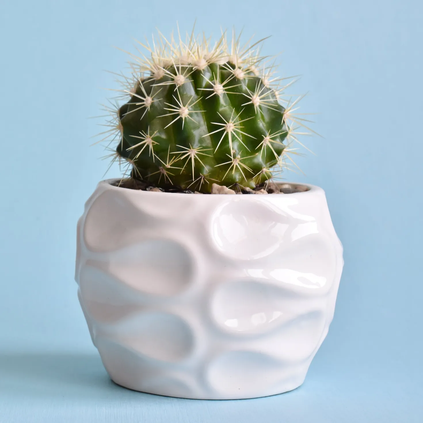 Schwiegermutterstuhl Echinocactus grusonii - Deko-Kugel ohne Aufwand