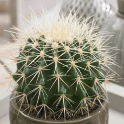 Schwiegermutterstuhl Echinocactus grusonii - Deko-Kugel ohne Aufwand