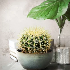Schwiegermutterstuhl Echinocactus grusonii - Deko-Kugel ohne Aufwand
