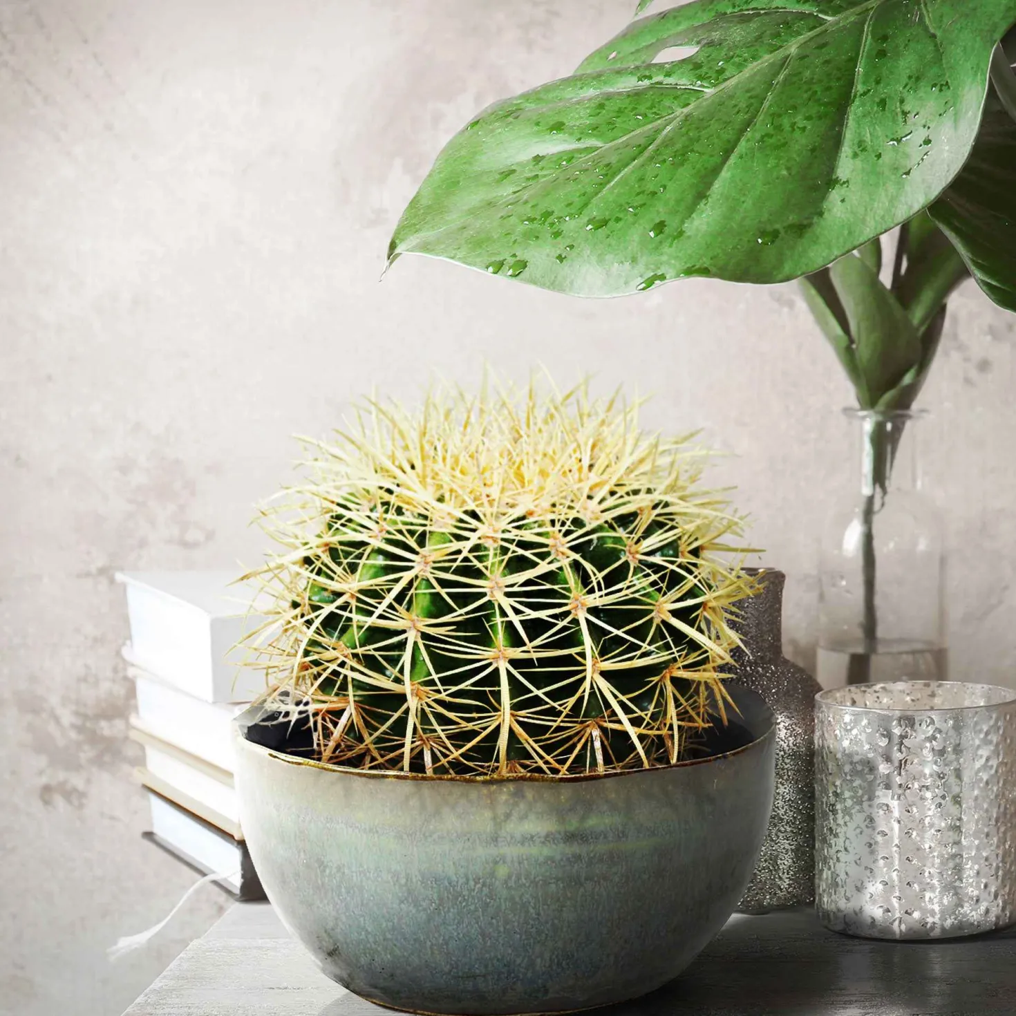 Schwiegermutterstuhl Echinocactus grusonii - Deko-Kugel ohne Aufwand