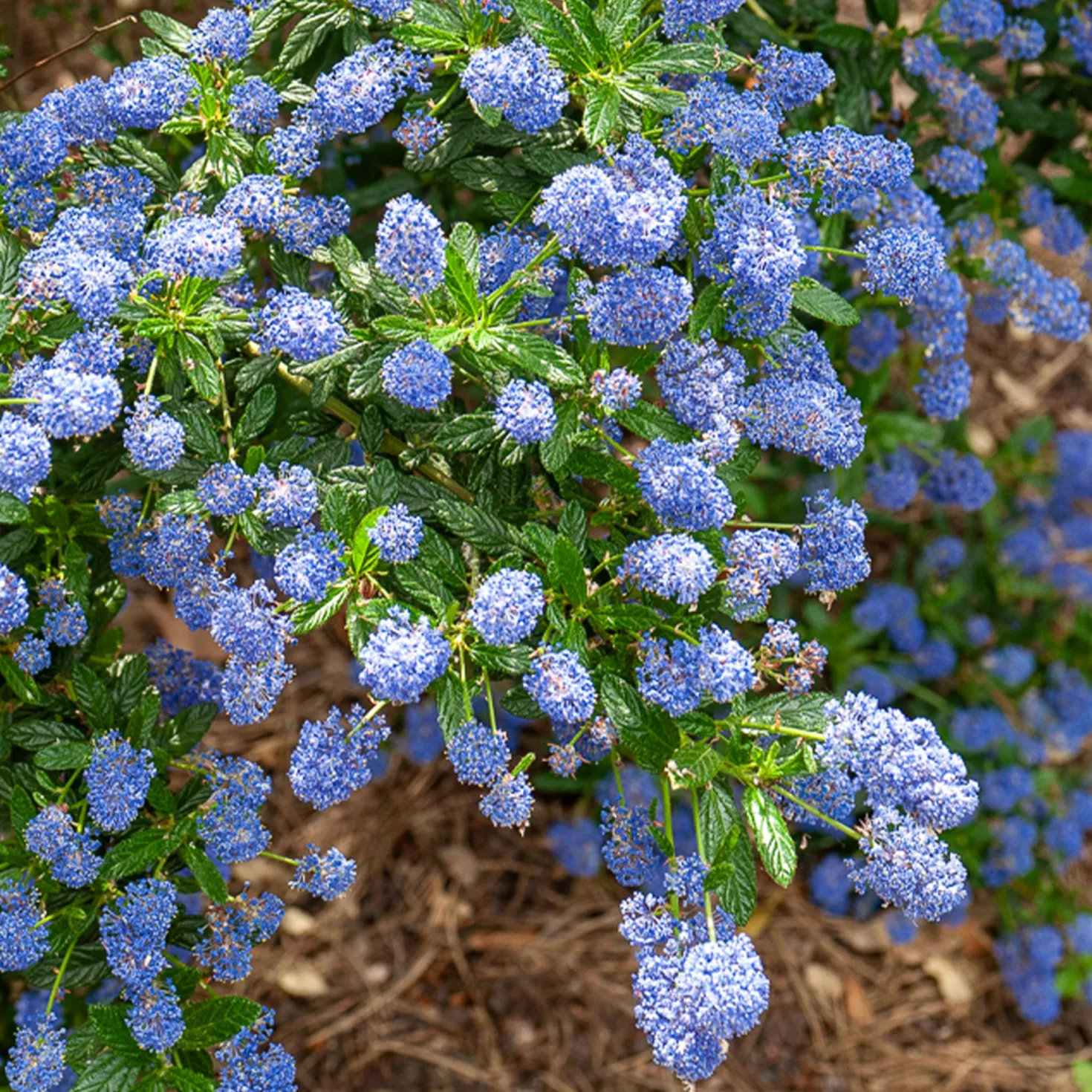 Säckelblume Concha - Blaues Blütenmeer im Mai