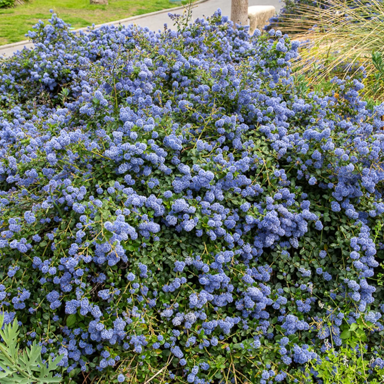 Säckelblume Concha - Blaues Blütenmeer im Mai