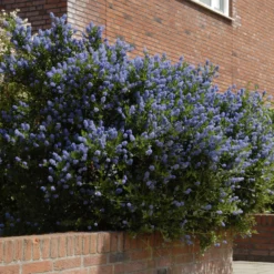 Säckelblume Concha - Blaues Blütenmeer im Mai