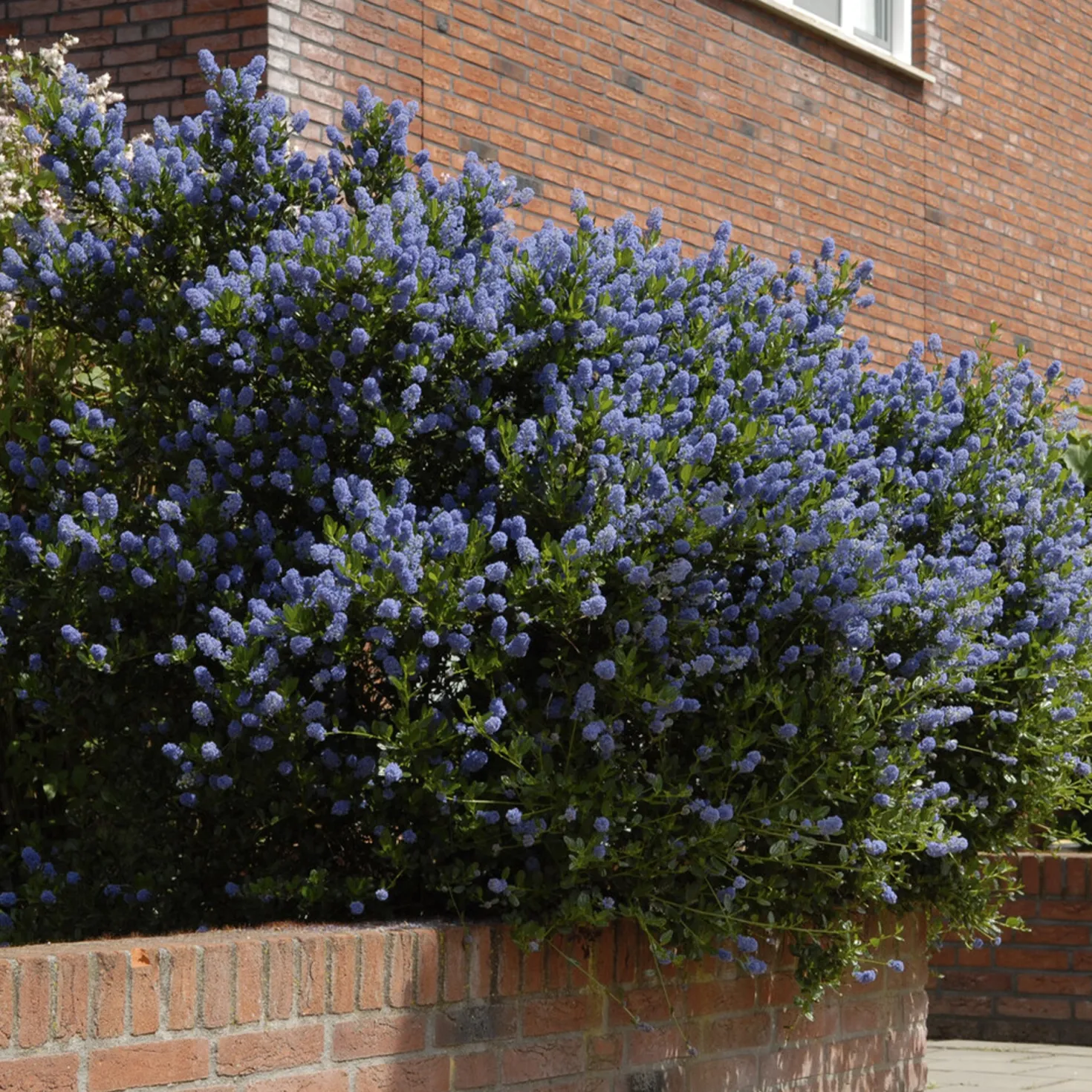Säckelblume Concha - Blaues Blütenmeer im Mai