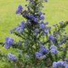 Säckelblume Dark Star - Tiefblaue Blütenpracht