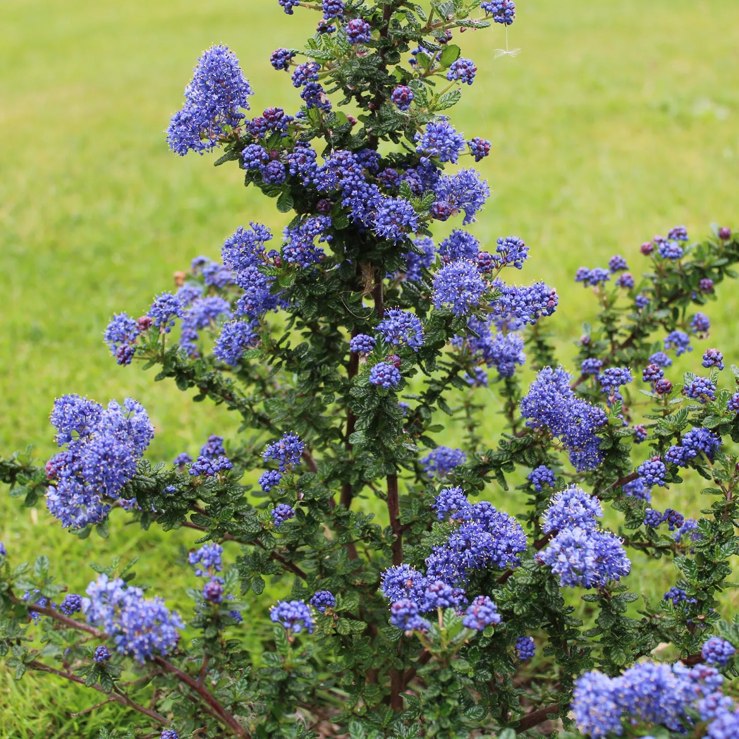 Säckelblume Dark Star - Tiefblaue Blütenpracht