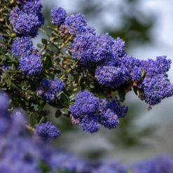 Säckelblume Dark Star - Tiefblaue Blütenpracht
