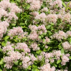 Säckelblume Marie Simon - Rosa Blüten den ganzen Sommer