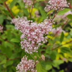 Säckelblume Marie Simon - Rosa Blüten den ganzen Sommer