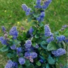 Säckelblume Trewithen Blue - Ein Meer aus Blau im Garten