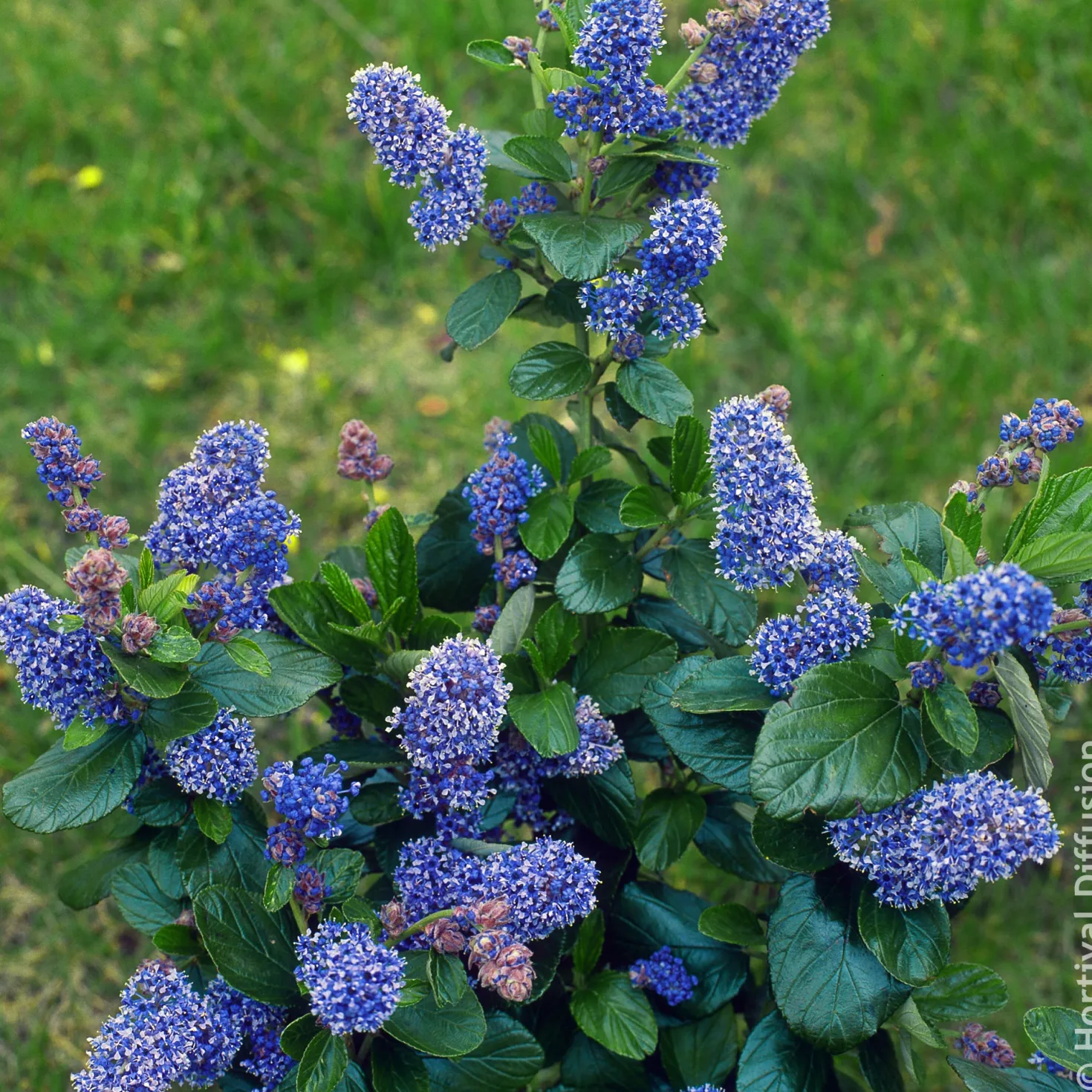 Säckelblume Trewithen Blue - Ein Meer aus Blau im Garten