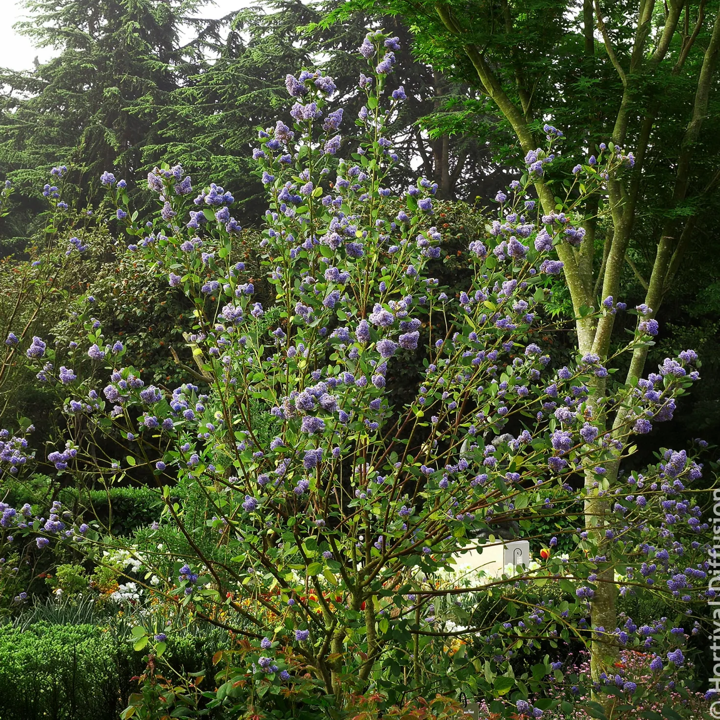 Säckelblume Trewithen Blue - Ein Meer aus Blau im Garten