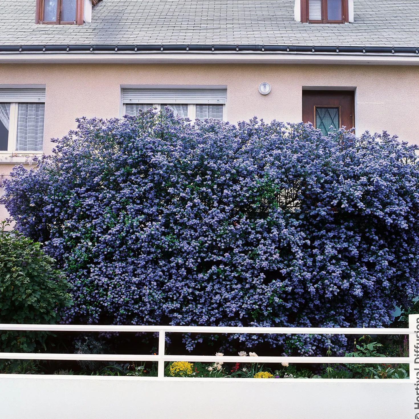 Säckelblume Trewithen Blue - Ein Meer aus Blau im Garten