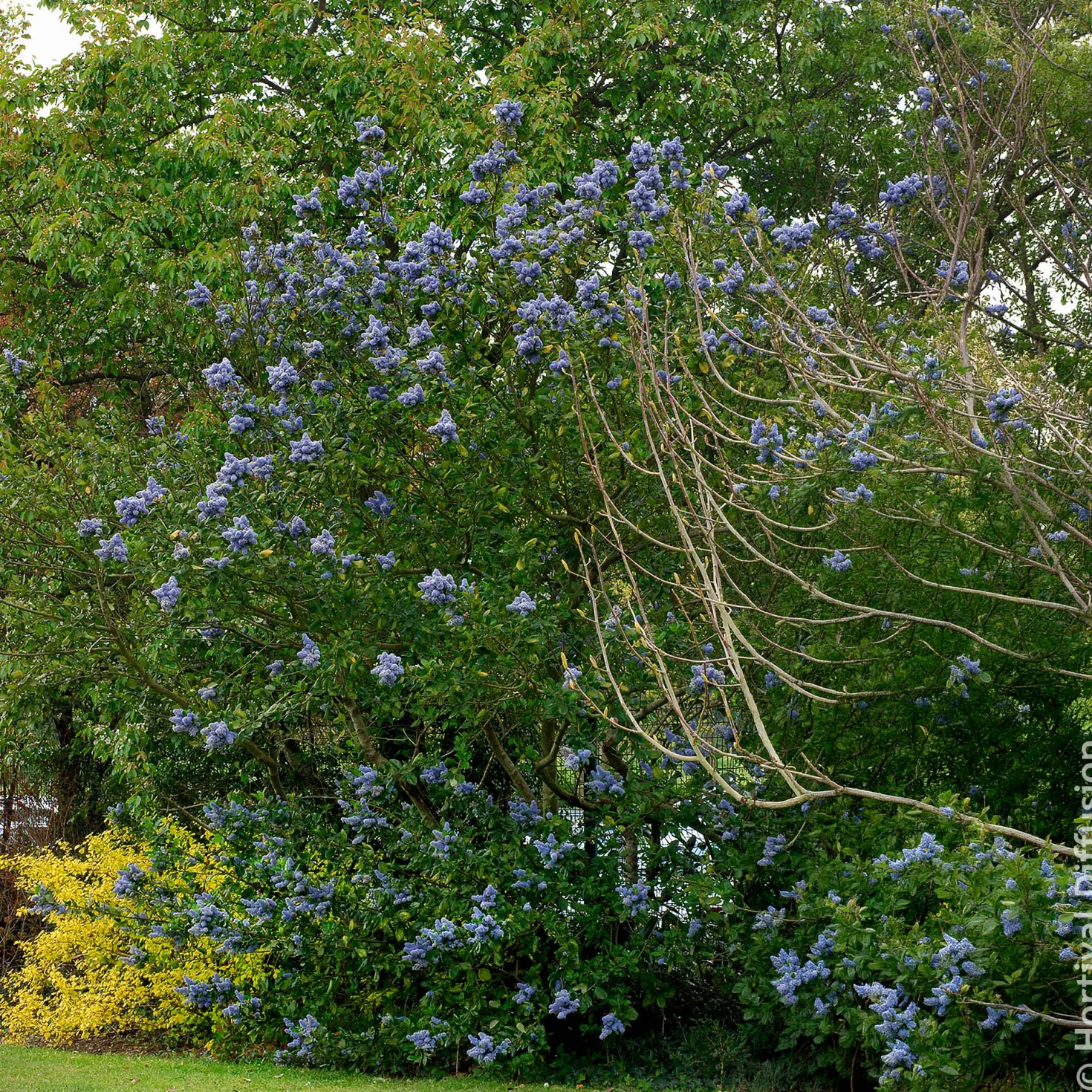 Säckelblume Trewithen Blue - Ein Meer aus Blau im Garten