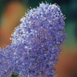 Säckelblume Victoria - Blaues Blütenmeer im Garten