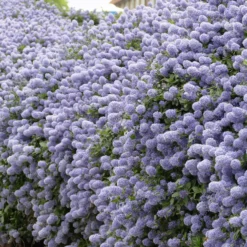 Säckelblume Victoria - Blaues Blütenmeer im Garten