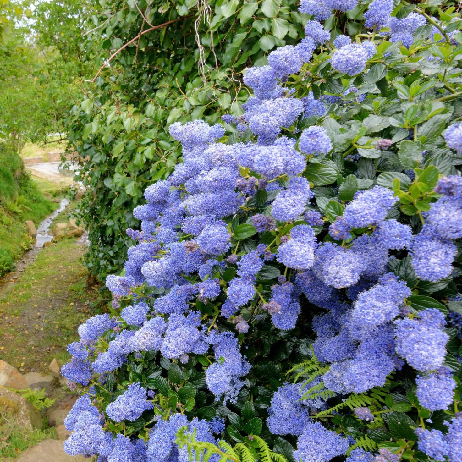 Säckelblume Victoria - Blaues Blütenmeer im Garten
