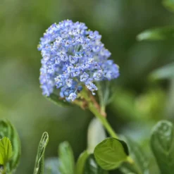 Säckelblume Victoria - Blaues Blütenmeer im Garten