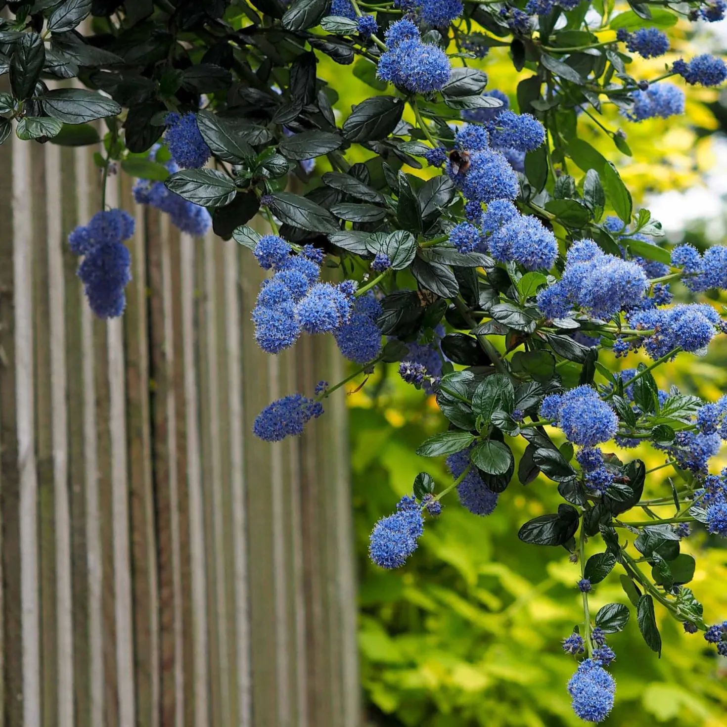 Säckelblume Victoria - Blaues Blütenmeer im Garten