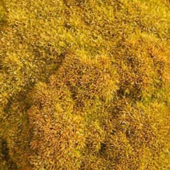 Scleranthus 'Selected Bronze' - Grünes Moospolster für sonnige Ecken