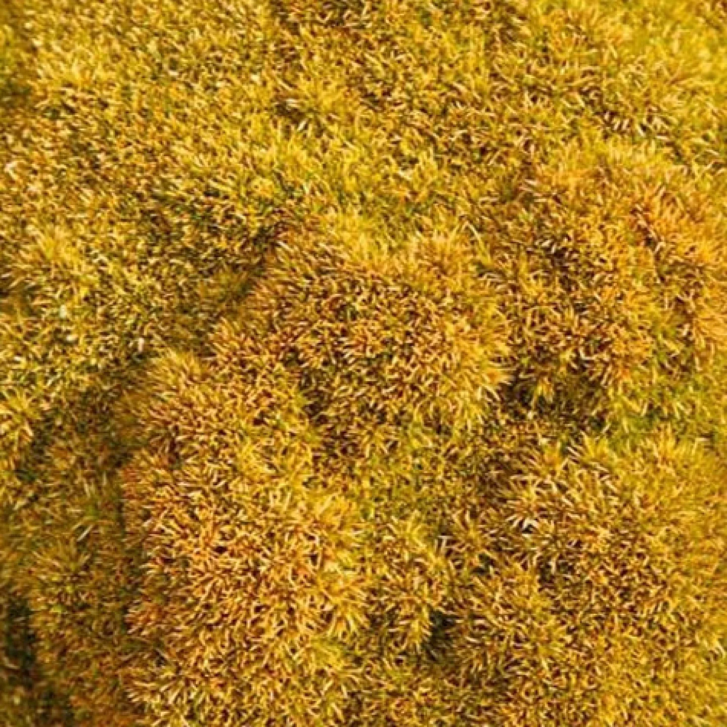 Scleranthus 'Selected Bronze' - Grünes Moospolster für sonnige Ecken