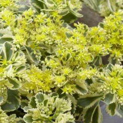 Sedum Atlantis - Buntes Laub das bleibt