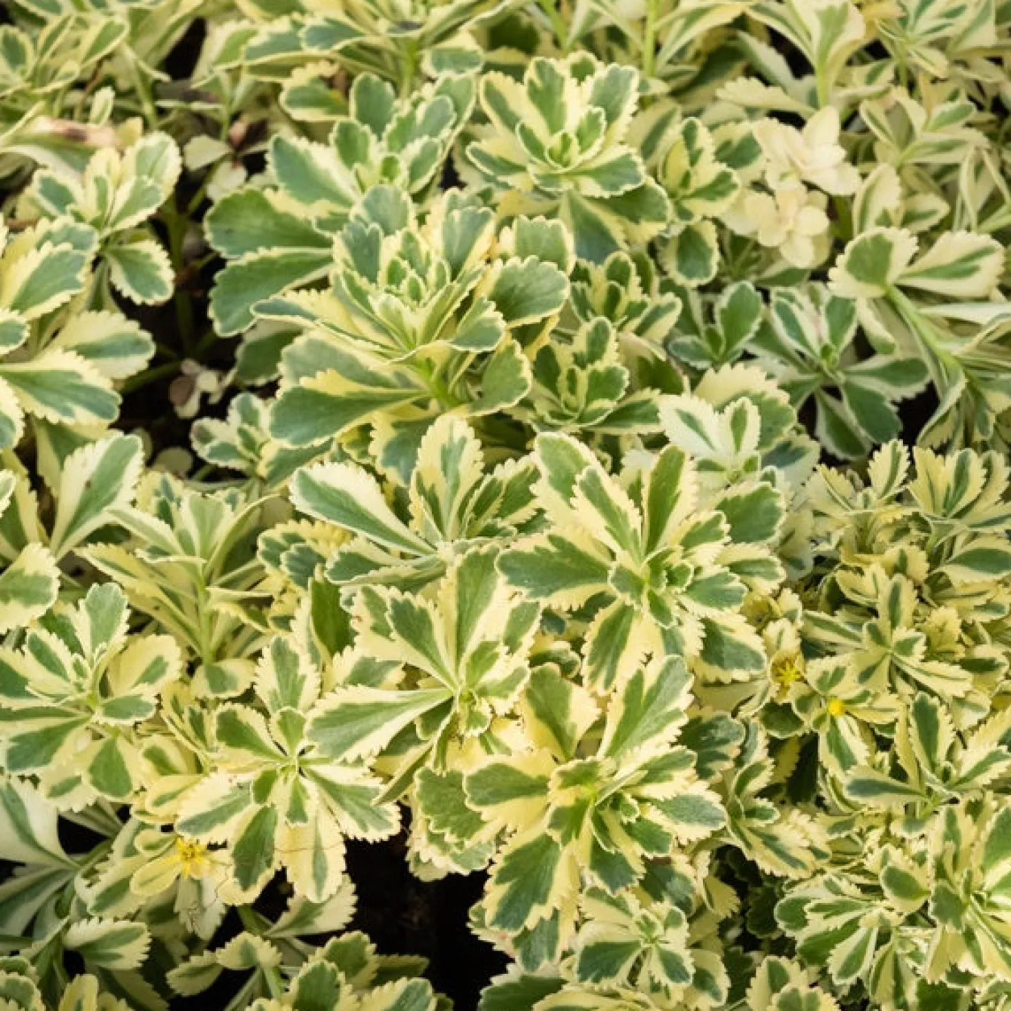 Sedum Atlantis - Buntes Laub das bleibt
