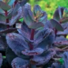 Sedum Blue Pearl - Farbe im Herbstgarten
