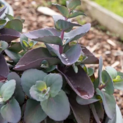 Sedum Blue Pearl - Farbe im Herbstgarten