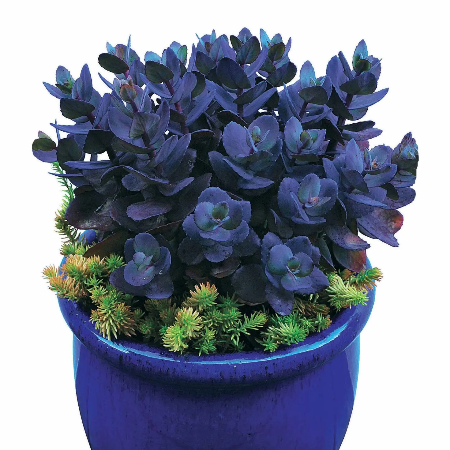 Sedum Blue Pearl - Farbe im Herbstgarten