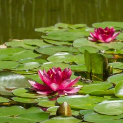 Seerose 'Attraction' - Rote Blüten auf dem Wasser