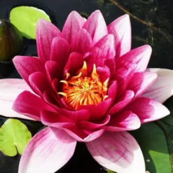 Seerose 'Attraction' - Rote Blüten auf dem Wasser