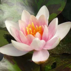 Seerose ‘Aurora’ - Farbwechsel im Teich