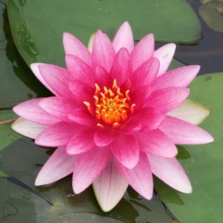 Seerose ‘Charles de Meurville’ - Rote Blüten im Teich