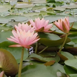 Seerose ‘Colorado’ - Lachsrosa Blüten am Teich