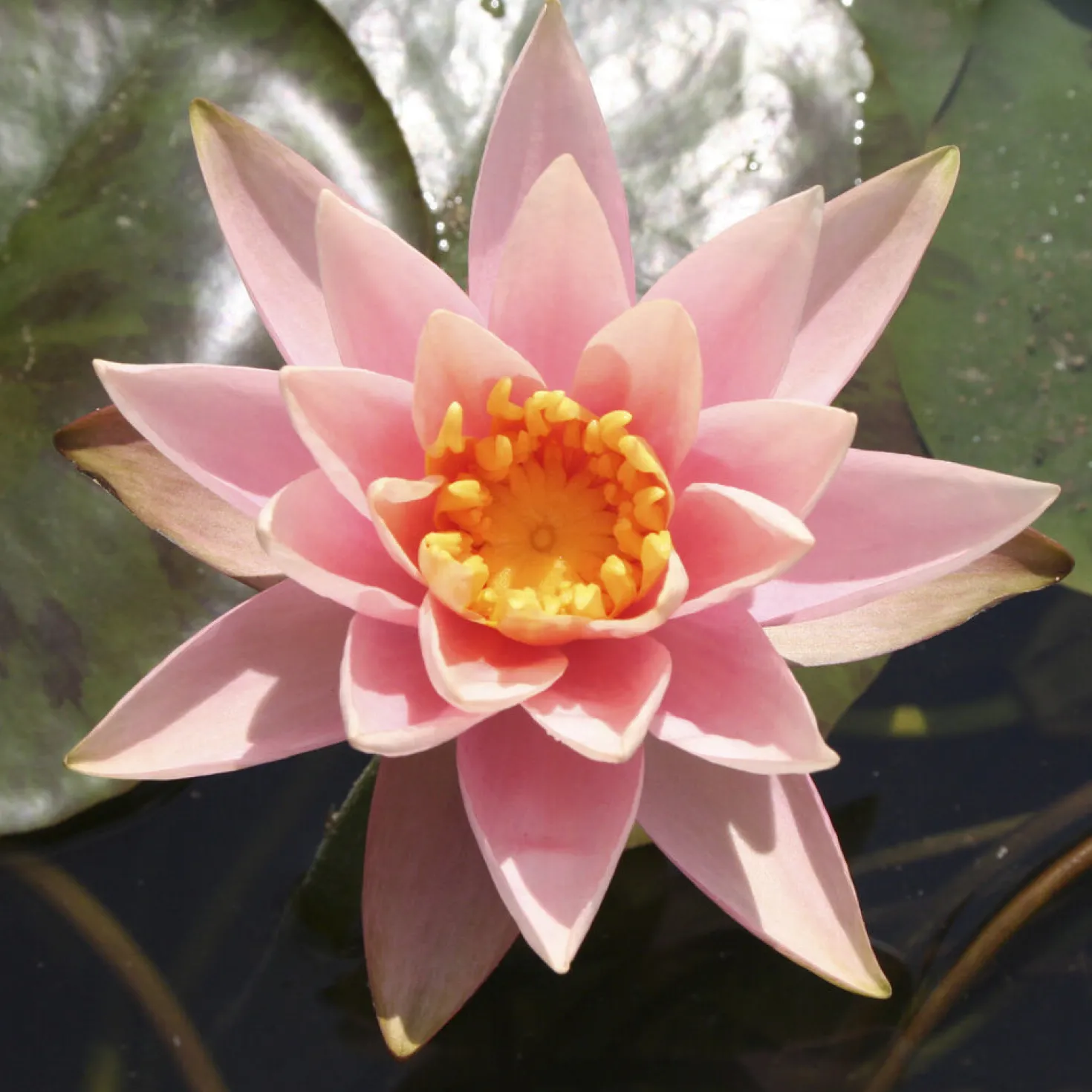 Seerose ‘Colorado’ - Lachsrosa Blüten am Teich
