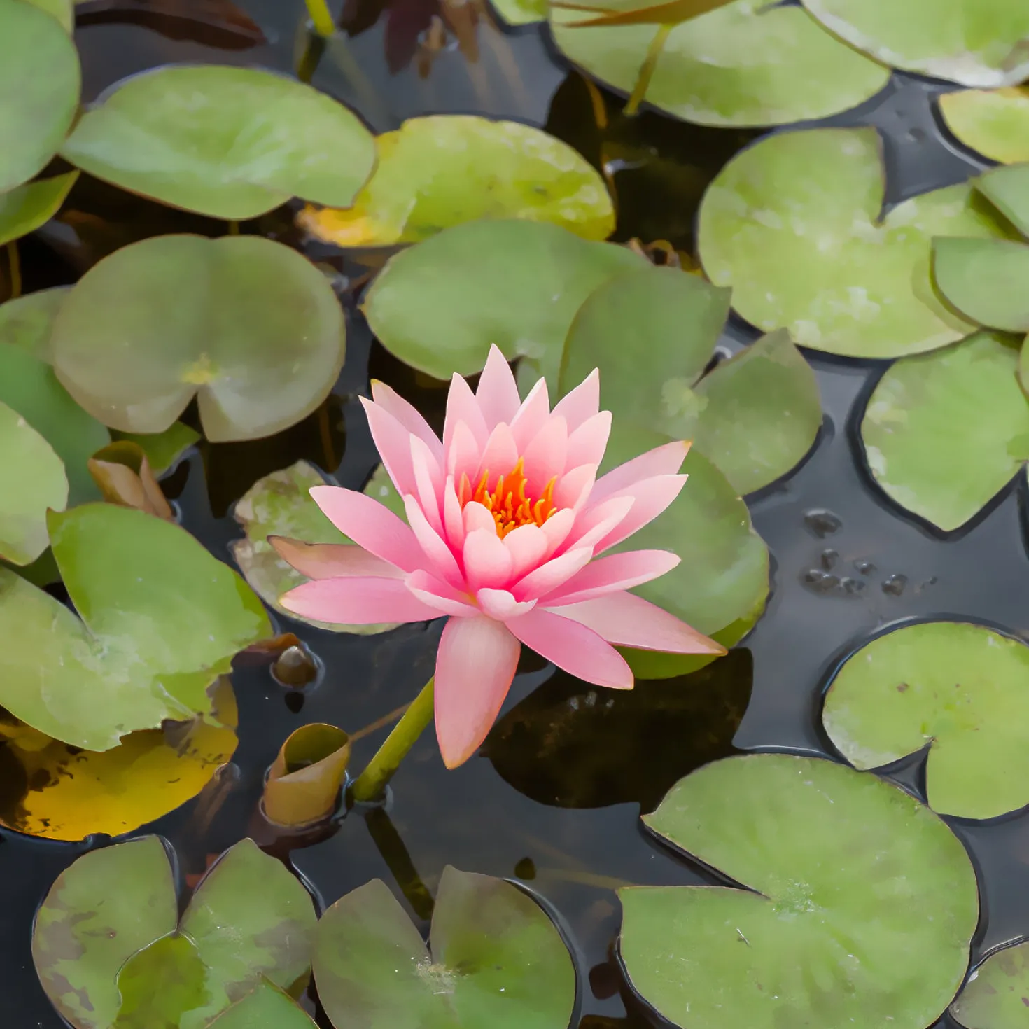 Seerose ‘Colorado’ - Lachsrosa Blüten am Teich