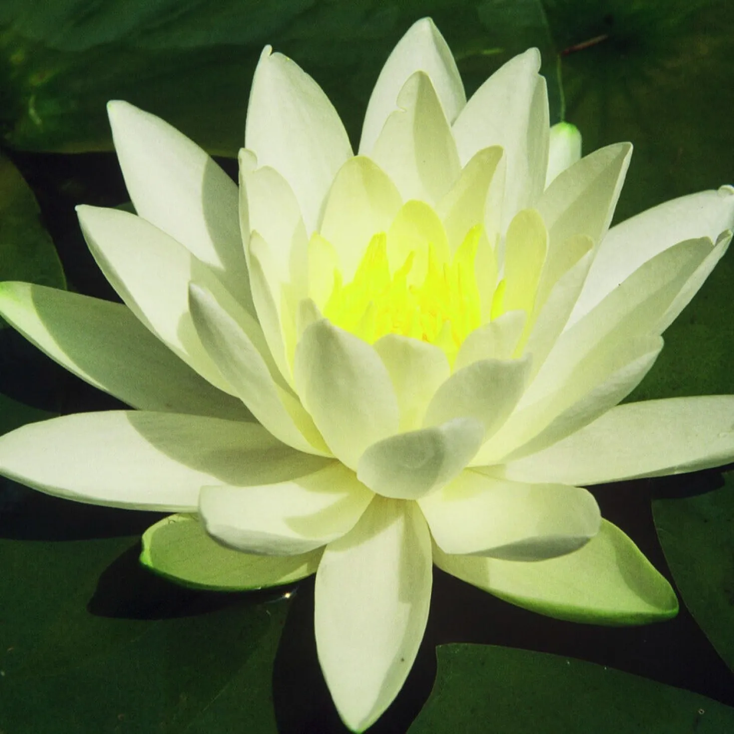 Seerose Gladstoniana - Riesenblüten für den Teich