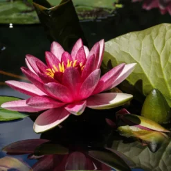 Seerose 'James Brydon' - Rosa Blüten, klares Wasser