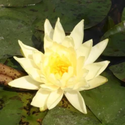 Seerose ‘Joey Tomocik’ - Sonnengelb im Teich
