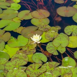 Seerose 'Marliacea Chromatella' - Gelbe Blüten den ganzen Sommer