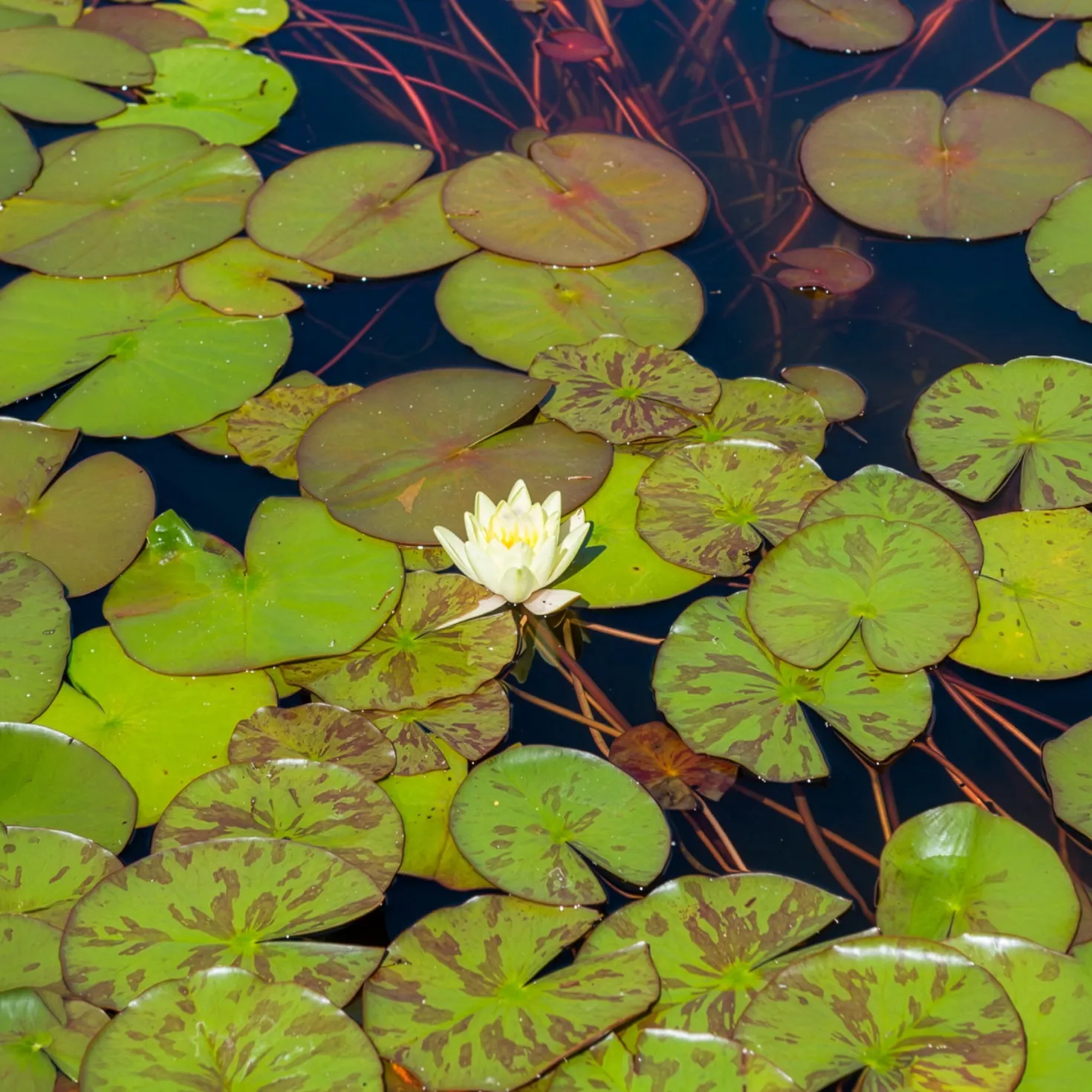 Seerose 'Marliacea Chromatella' - Gelbe Blüten den ganzen Sommer