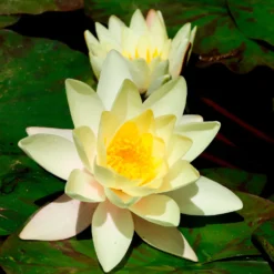 Seerose 'Marliacea Chromatella' - Gelbe Blüten den ganzen Sommer