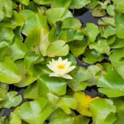 Seerose 'Marliacea Chromatella' - Gelbe Blüten den ganzen Sommer