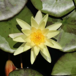 Seerose 'Marliacea Chromatella' - Gelbe Blüten den ganzen Sommer