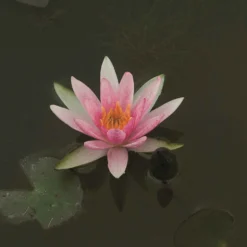 Seerose 'Pygmaea Rubra' - Mini-Teich, große Wirkung
